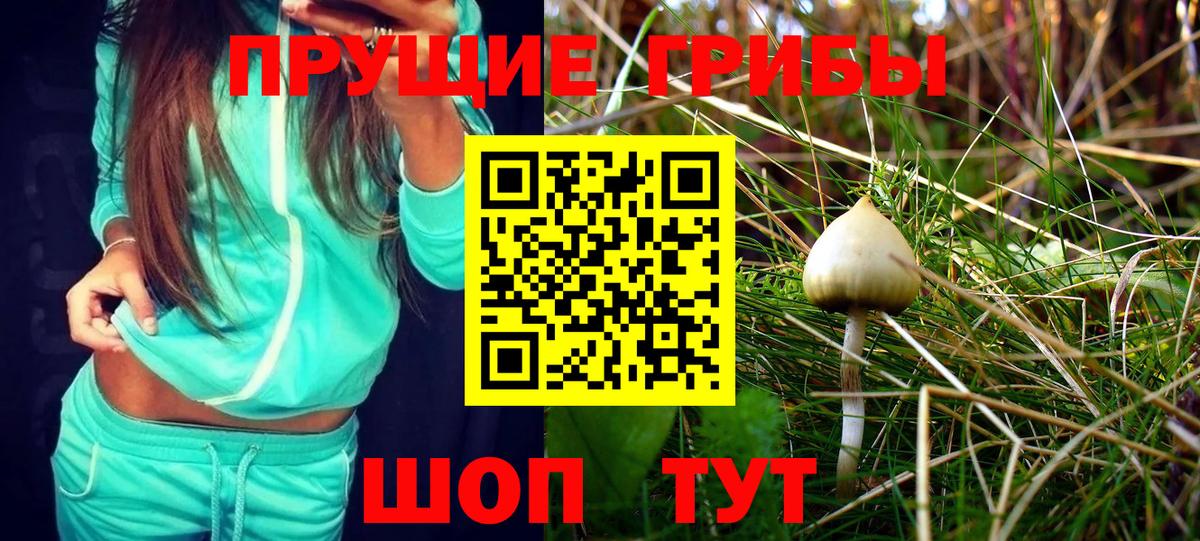 Петрозаводск  Псилоцибиновые грибы Cubensis  Вход с VPN 